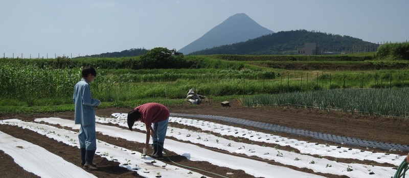 野菜　キャベツ定植