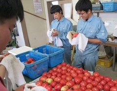 野菜　トマト　調整