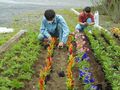 草花　花壇作成