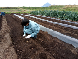 【写真】サトイモの植え付け