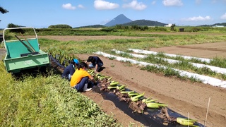 アロエ・ベラを植え付けている様子