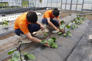 ナスを定植している様子
