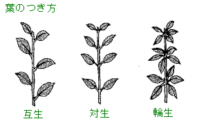 中学校選択理科生物