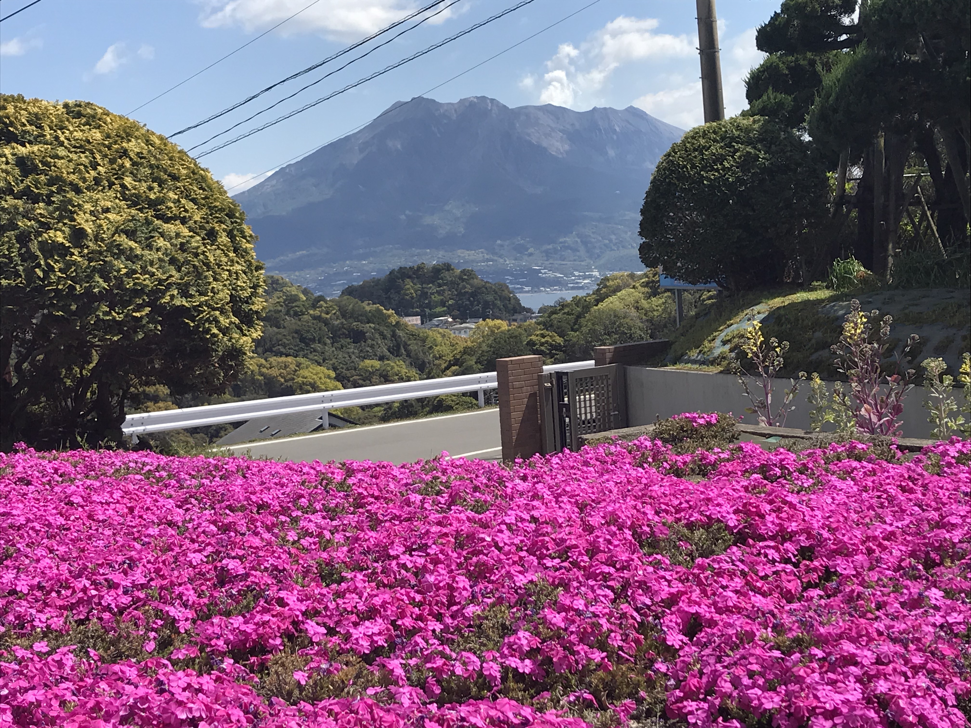 芝桜と桜島