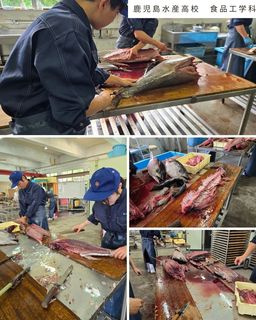 マグロ6