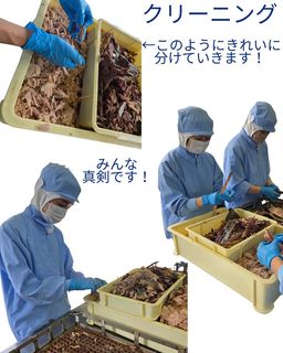 マグロ9