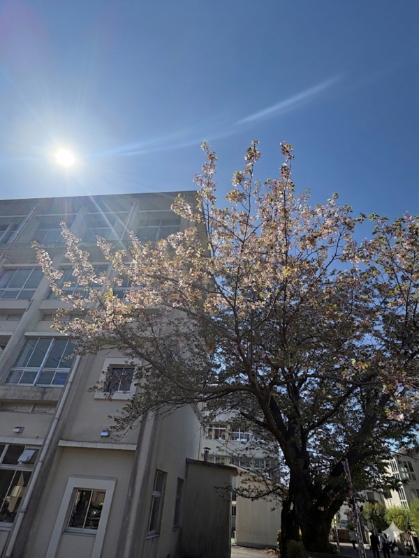 入学式桜 入学式桜