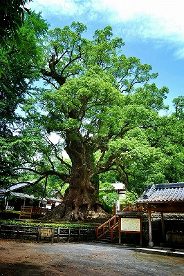 蒲生の日本一の大楠 蒲生の日本一の大楠