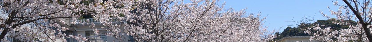 桜　写真