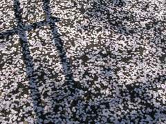 IMG_2260 IMG_2260