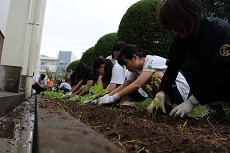 植え付け4