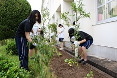 植え付け5