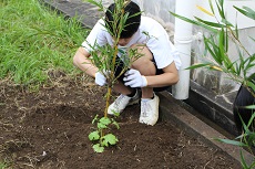 植え付け6