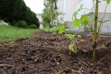 植え付け9