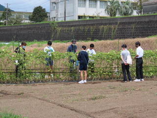 オクラ収穫体験