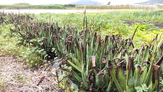 野菜露地で栽培している収穫前のアロエベラ（葉先に積雪の被害）