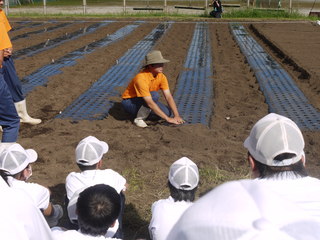 苗もの（キャベツ，ハクサイ，ブロッコリー，レタス）の定植の説明