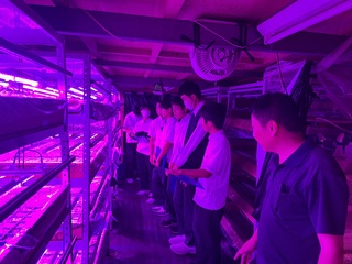 高槻電器トマト育苗