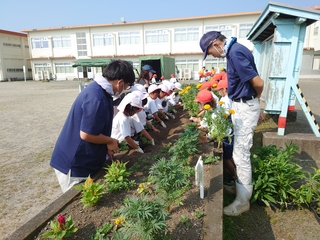 ２年生が小学生に定植を教える様子