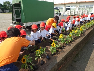 ３年生が小学生に定植を教える様子