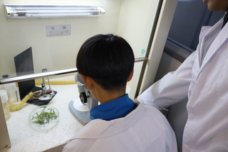 植物バイオの体験