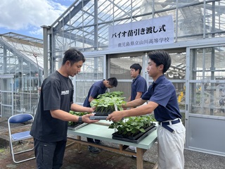 バイオ苗の受け渡し