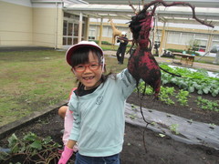 2  お芋できてた　うれしいな！