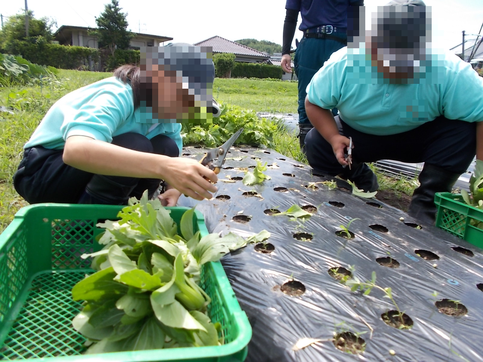 野菜の収穫