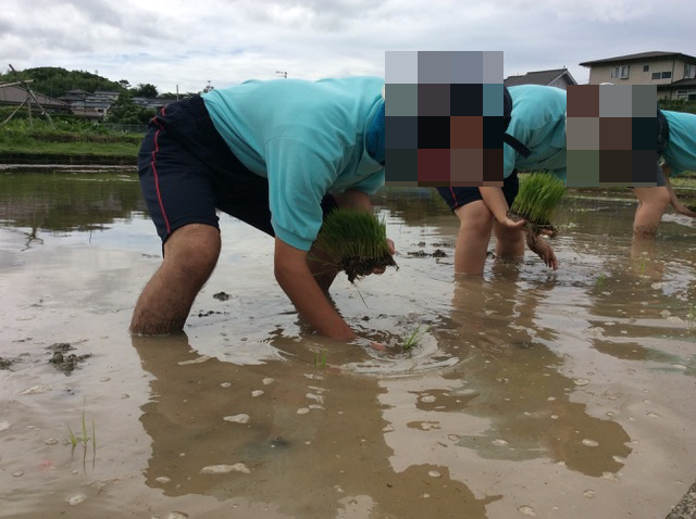 田植え