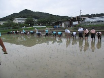 田植え３