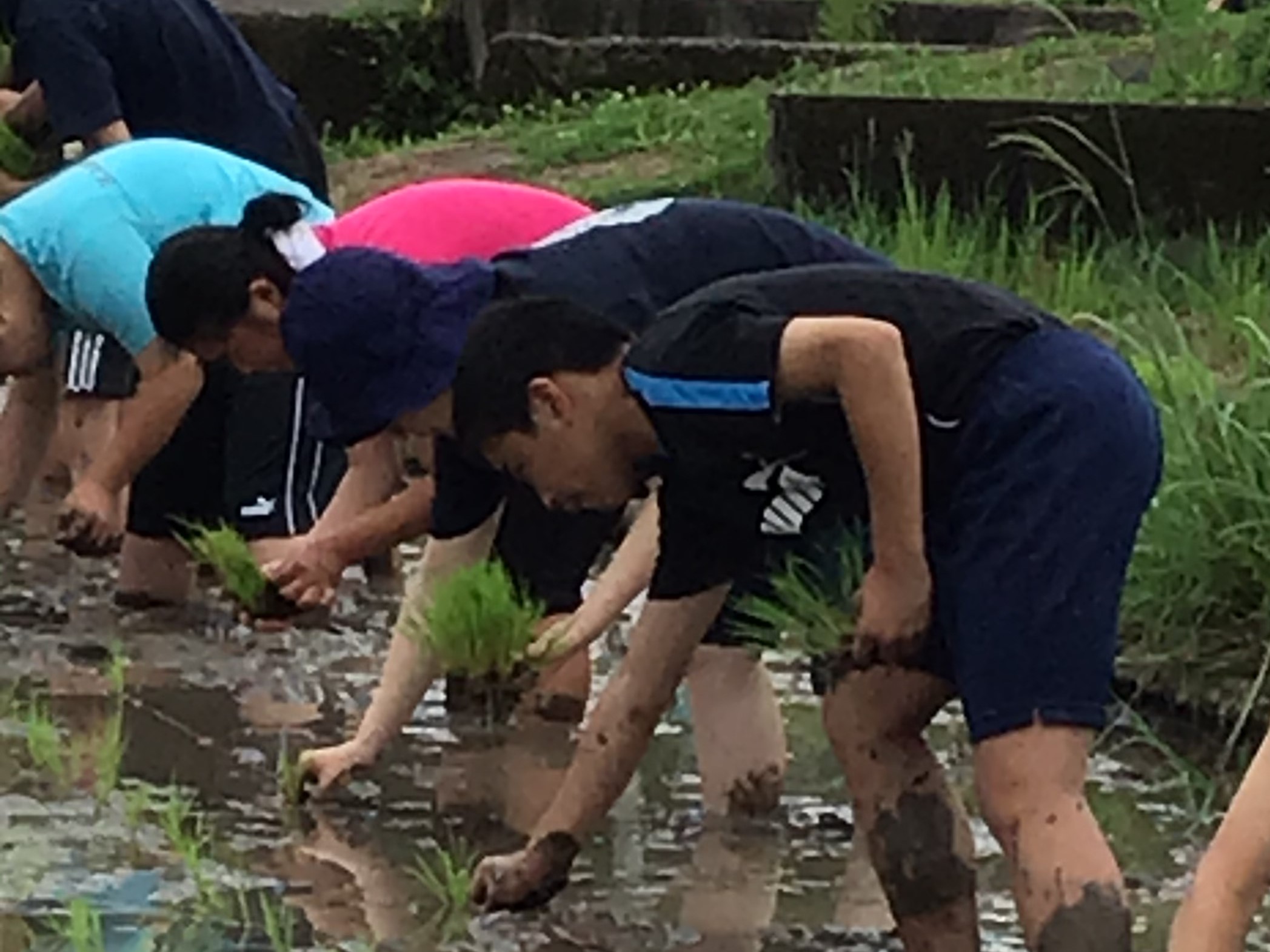 田植え３年 (2)