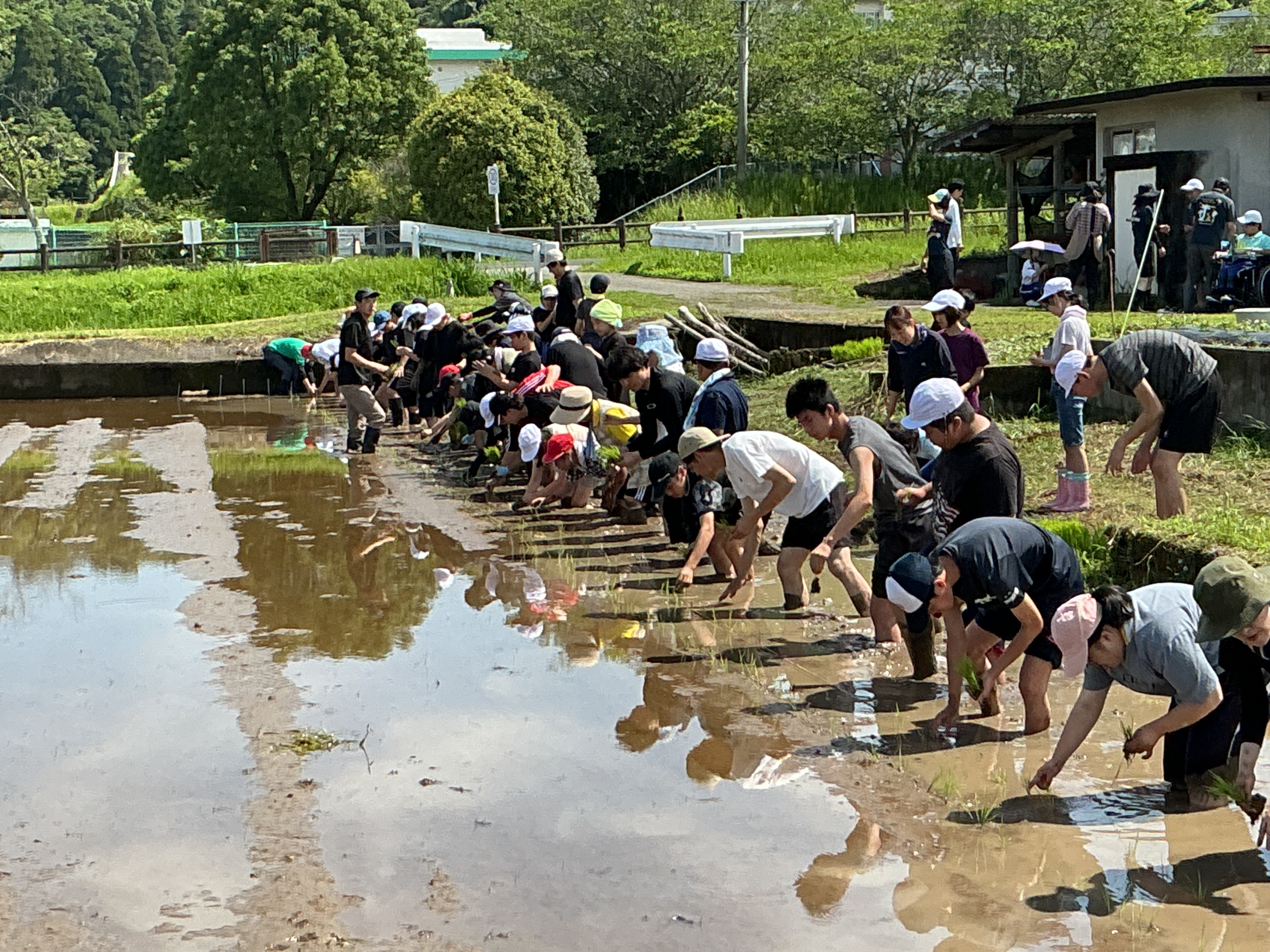 田植え (24)